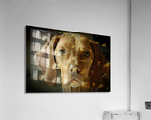 Vizsla dog Acrylic Print