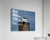 Seagull  Acrylic Print