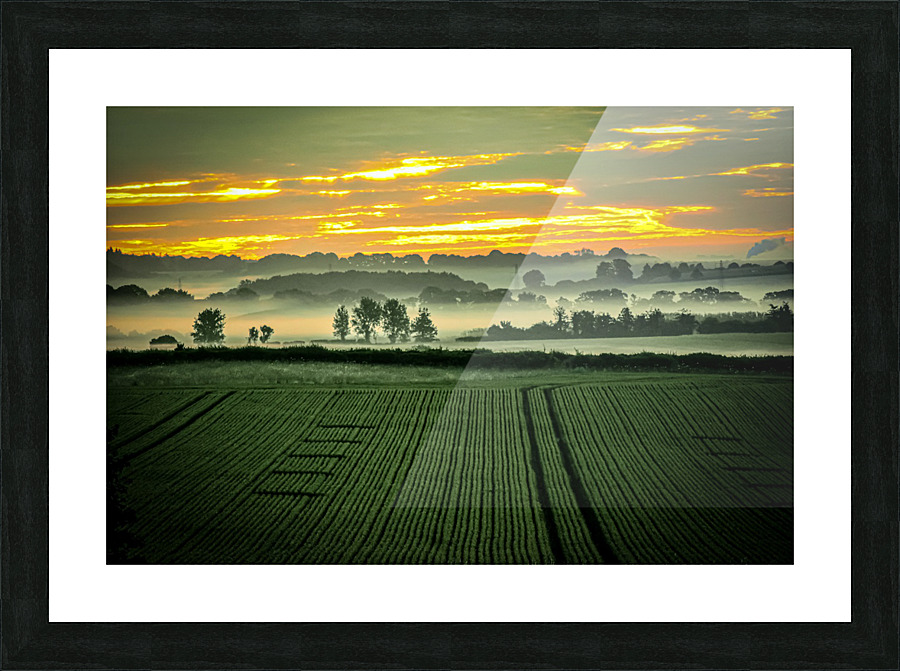 Sunrise over cornfield  Picture Frame print