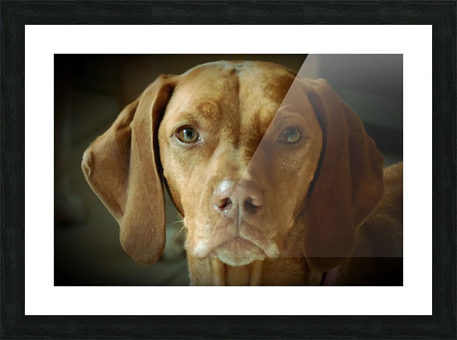 Vizsla dog Picture Frame print