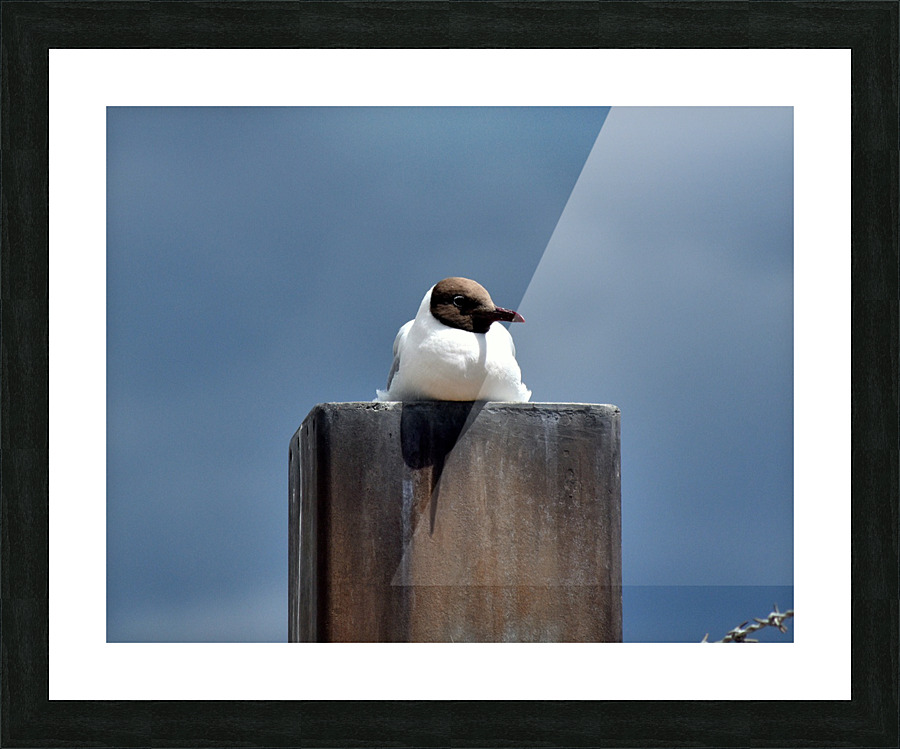 Seagull  Picture Frame print