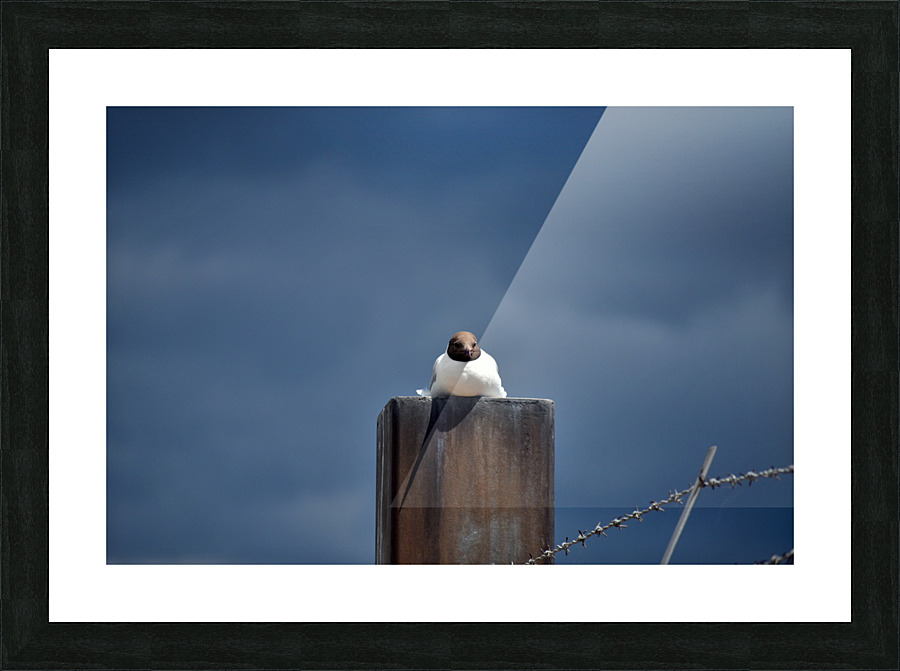 Seagull Picture Frame print