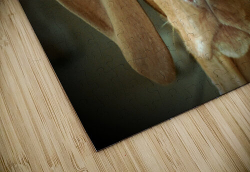Vizsla dog Pete taylor puzzle