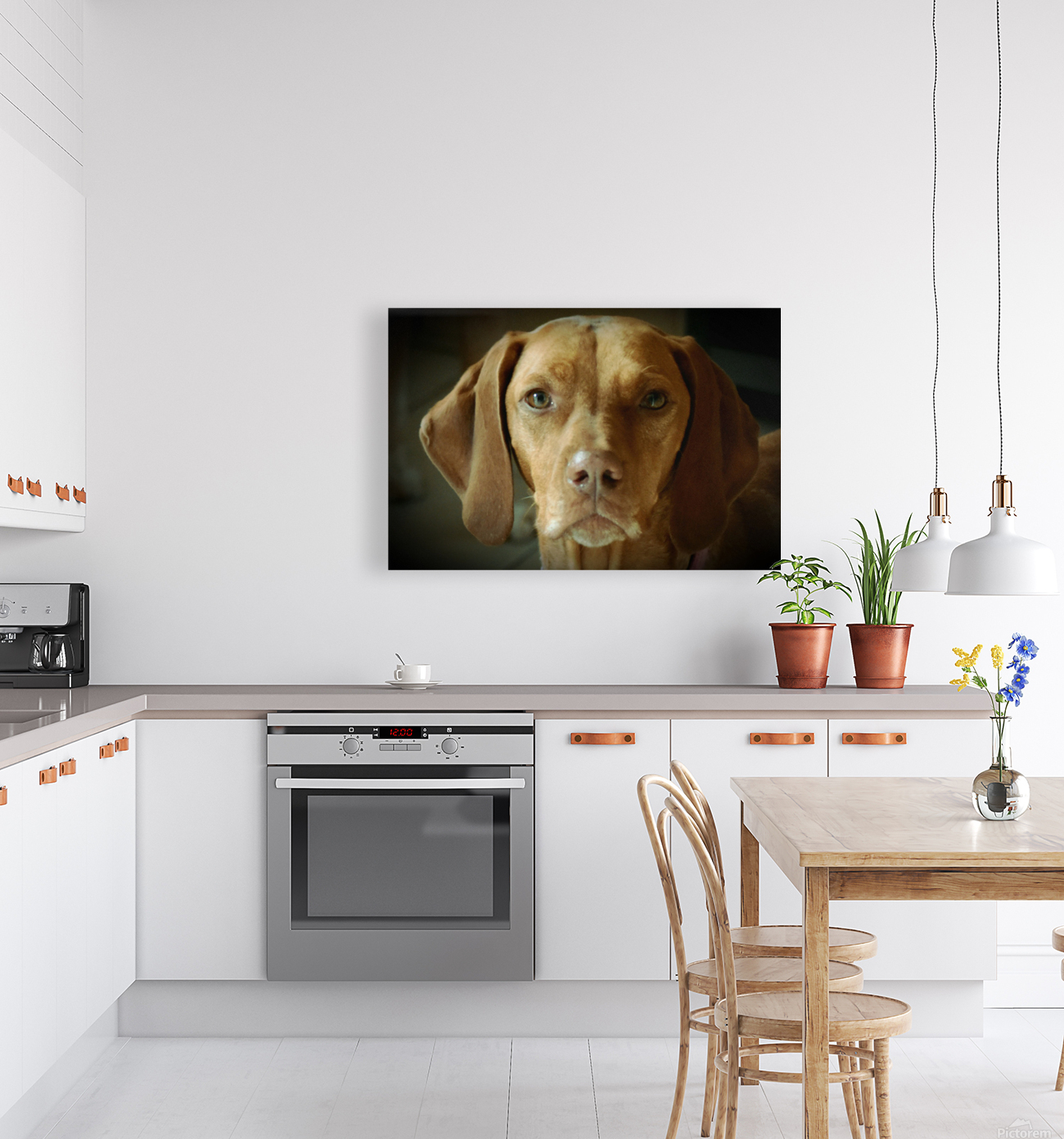 Vizsla dog Reproduction