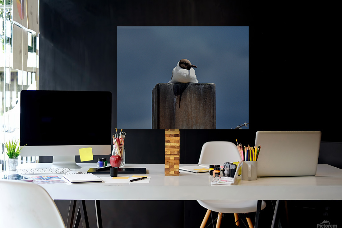 Seagull  Reproduction