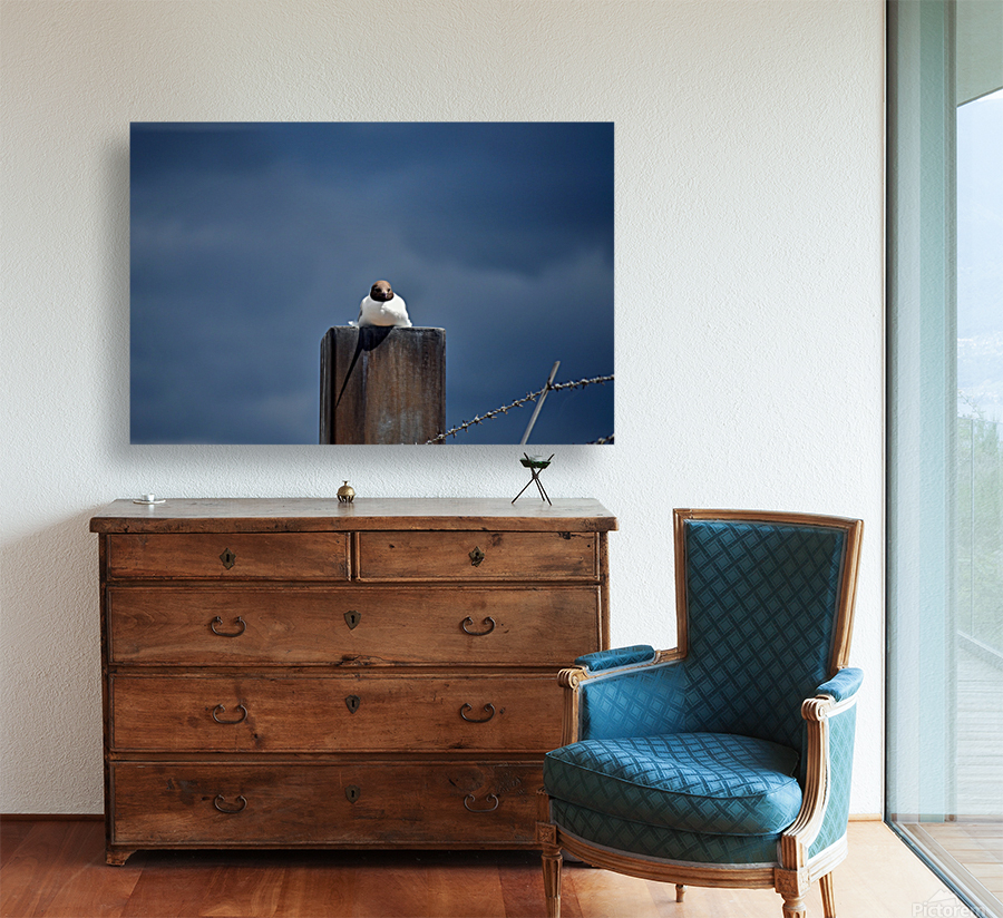 Seagull Reproduction