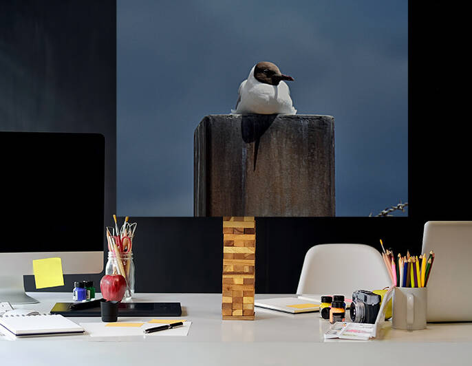 Seagull  Reproduction