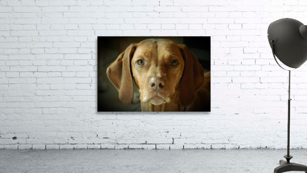 Vizsla dog Wall Preview