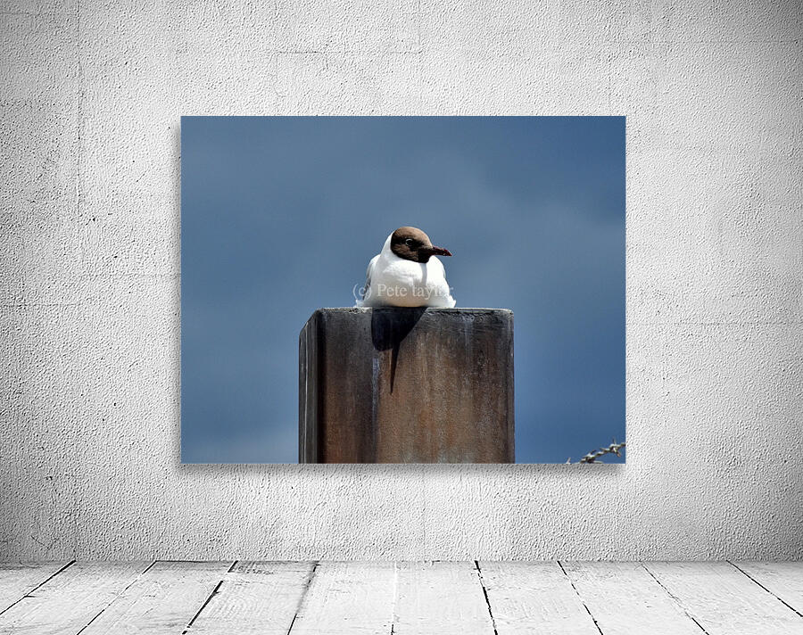 Seagull  Wall Preview