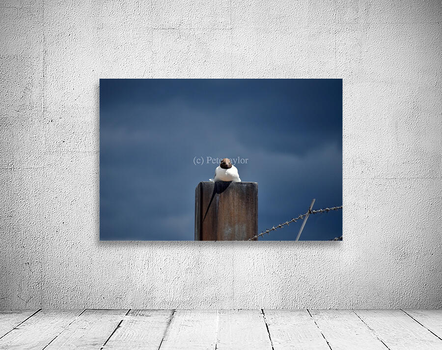 Seagull Wall Preview