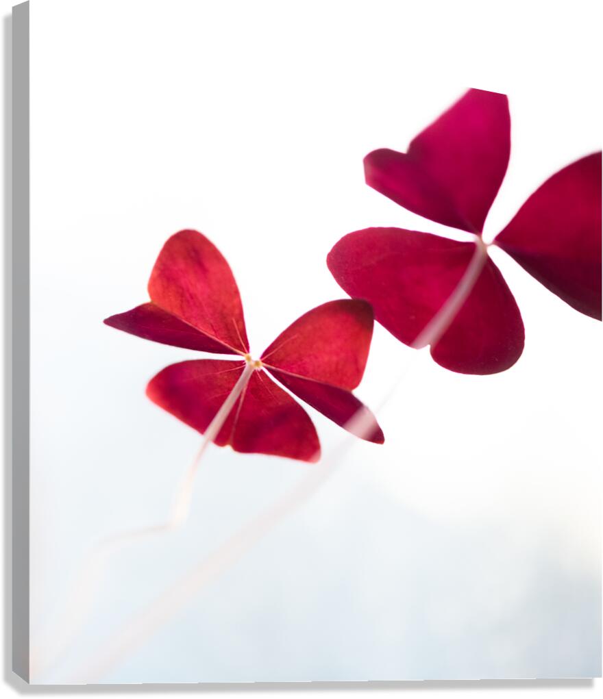 Shamrock Kites Canvas Print