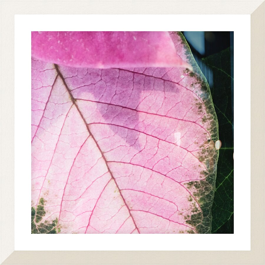 Light Pink Leaves Picture Frame print
