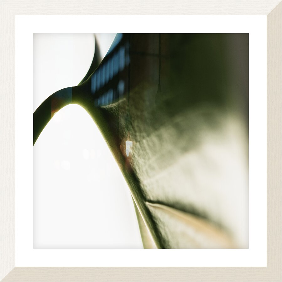 Wings Picture Frame print