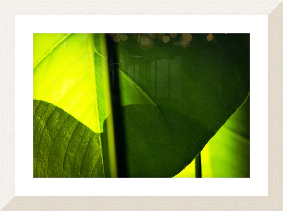 Light and Shadow Picture Frame print