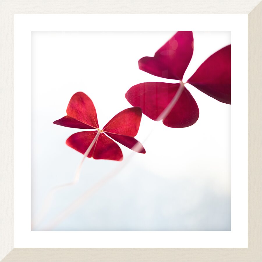 Shamrock Kites Picture Frame print