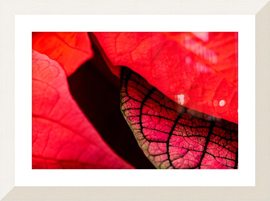 Metamorphosis Picture Frame print