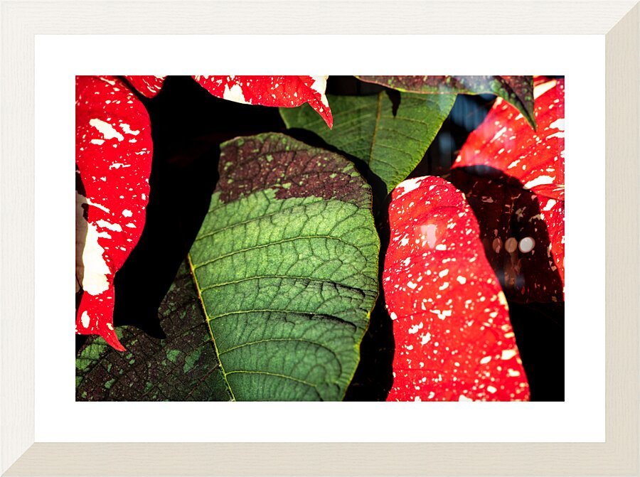 Amorphous Picture Frame print