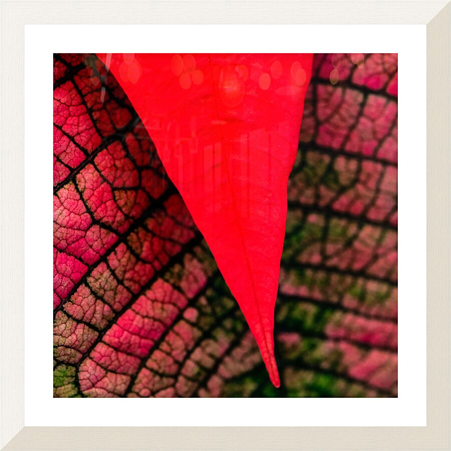 Red Picture Frame print