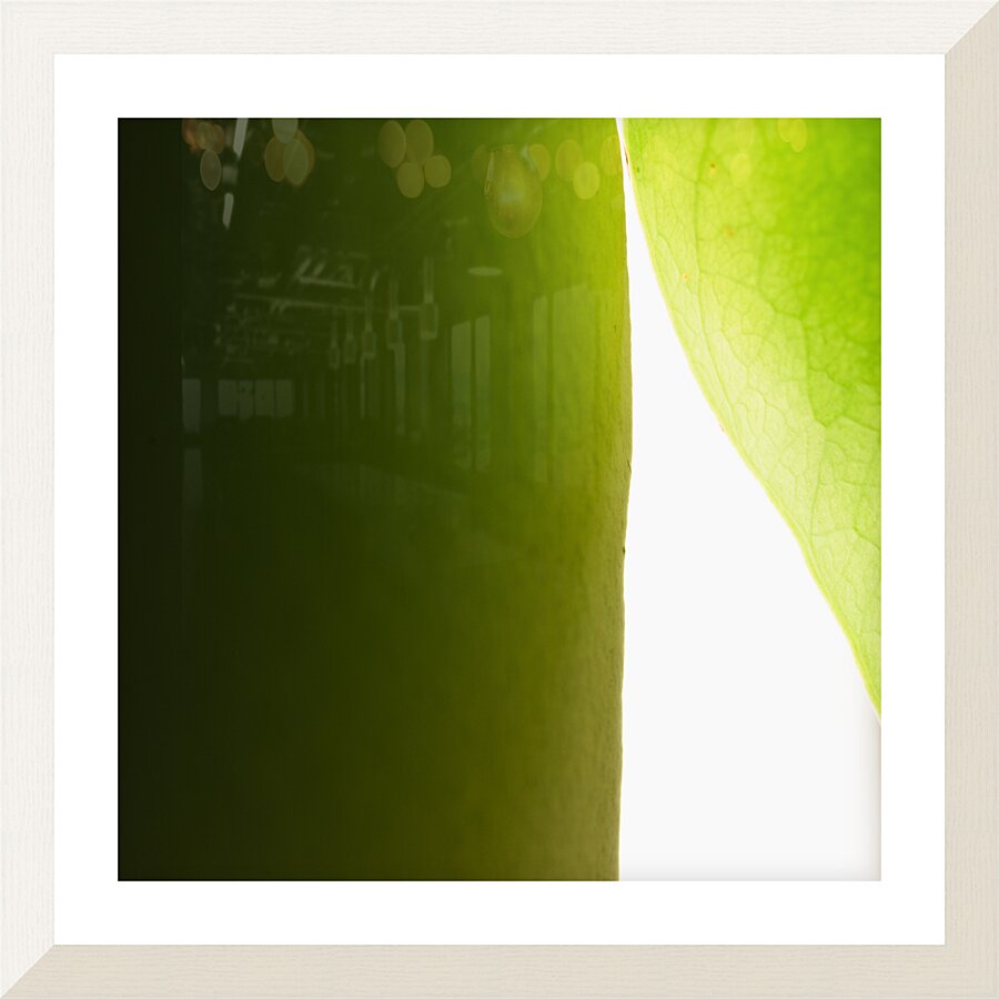 Peeking Through Picture Frame print