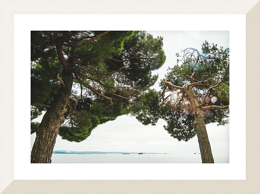 Trees Picture Frame print