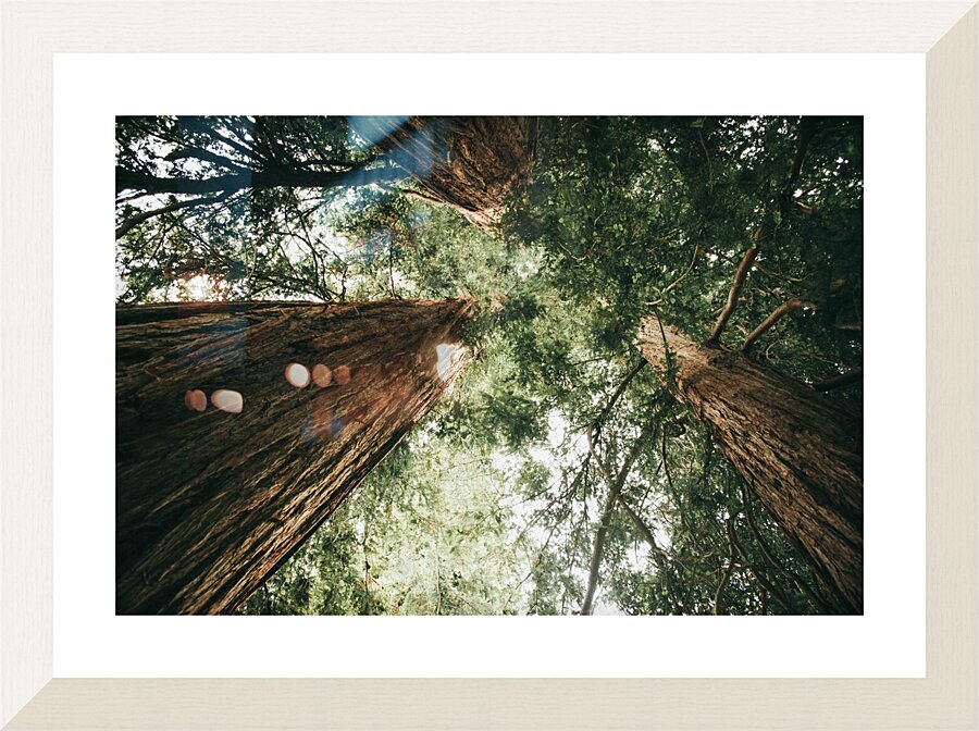 Ancient Trees Picture Frame print