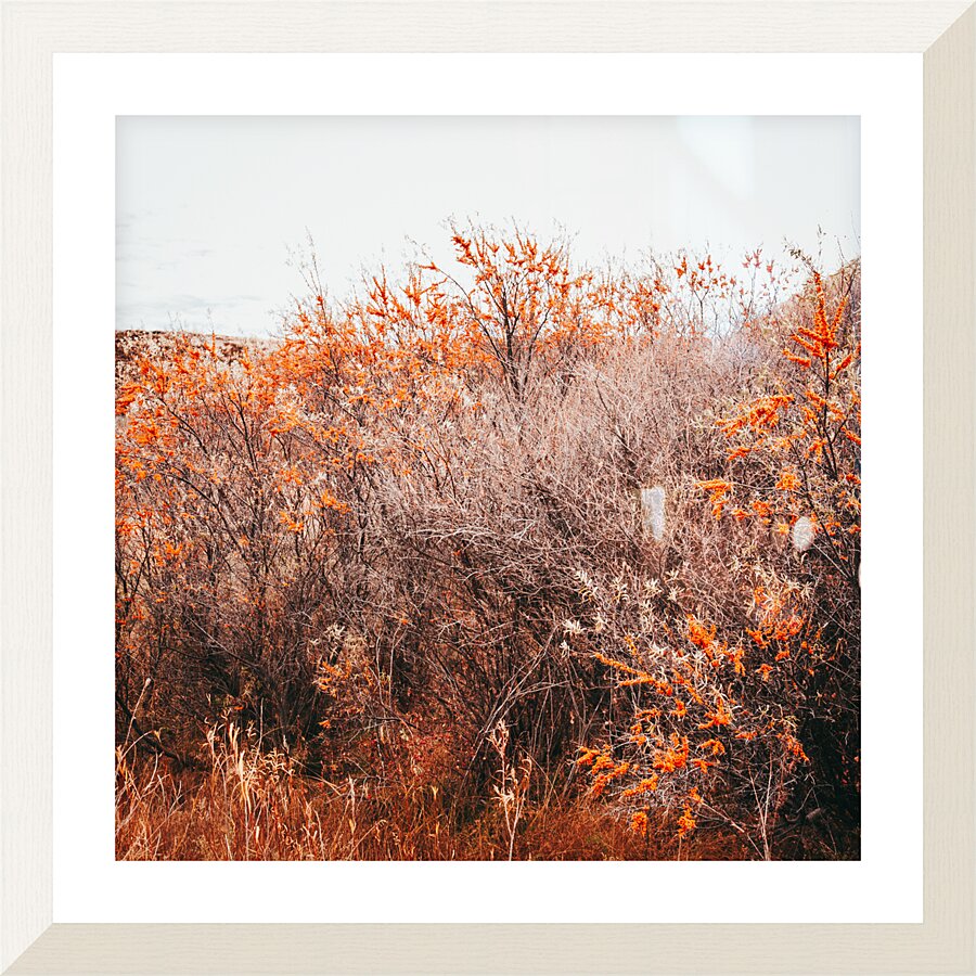 Orange Shrubs Picture Frame print