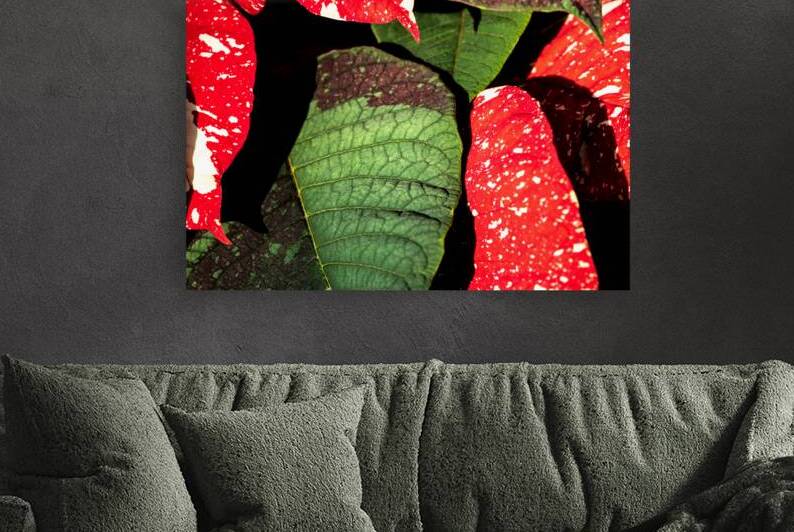 Amorphous by Art and Photography by Diana