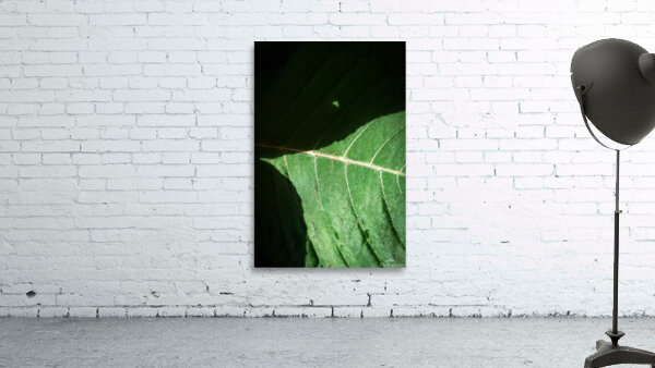 Birth Wall Preview