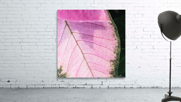Light Pink Leaves Wall Preview