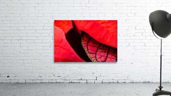 Metamorphosis Wall Preview