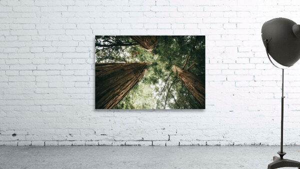 Ancient Trees Wall Preview