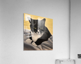 Dramatic Cat  Acrylic Print