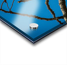 Seed pod of peacock flower tree 1 Acrylic print