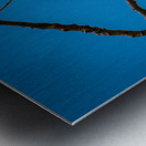 Seed pod of peacock flower tree 1 Metal print