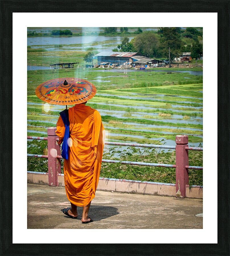 Saffron in the paddy fields Picture Frame print