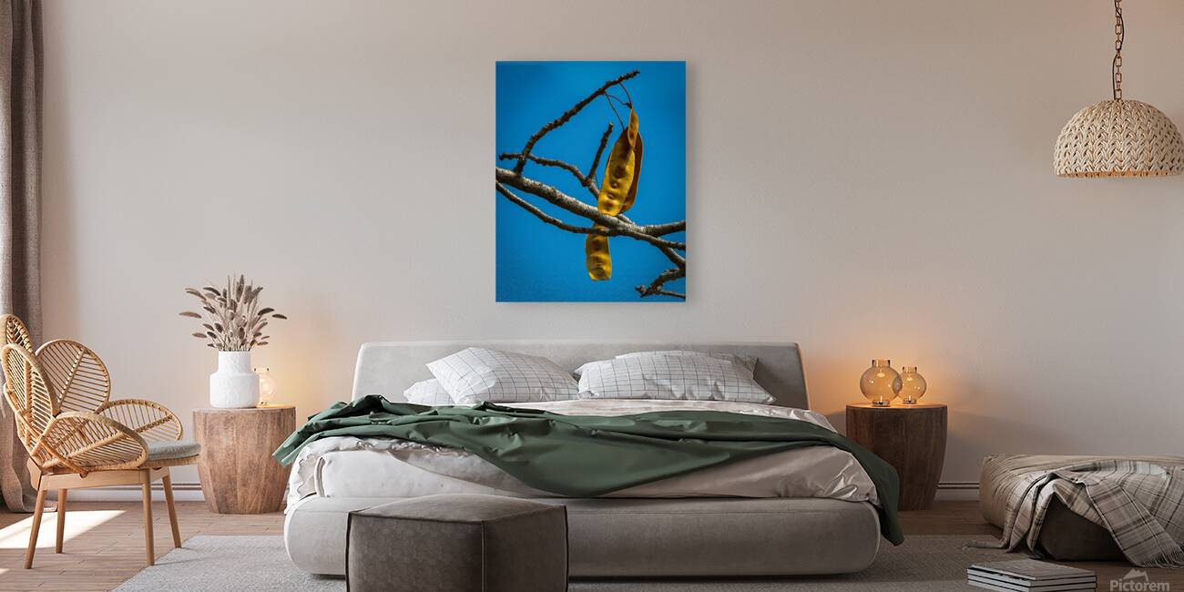 Seed pod of peacock flower tree 1 Reproduction