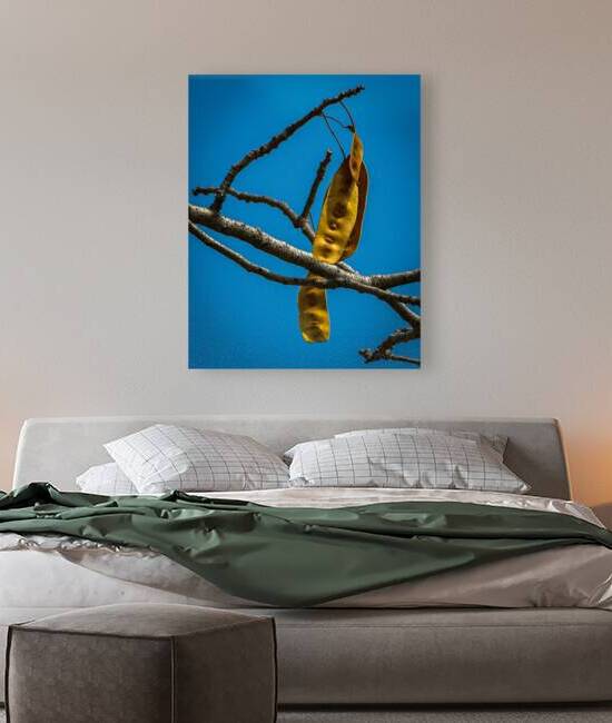 Seed pod of peacock flower tree 1 by Geoff Costley