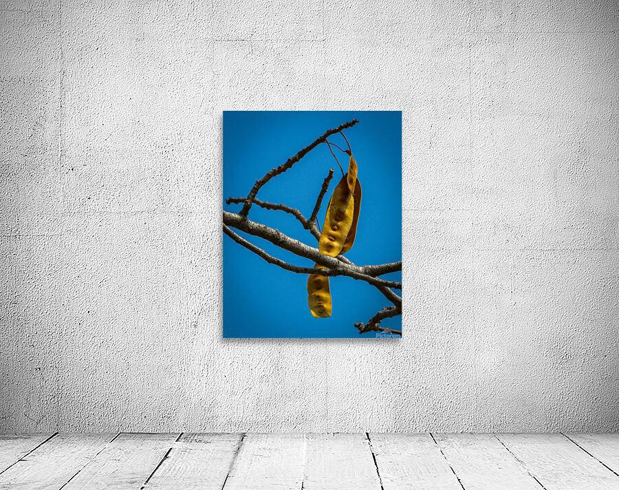 Seed pod of peacock flower tree 1 Wall Preview