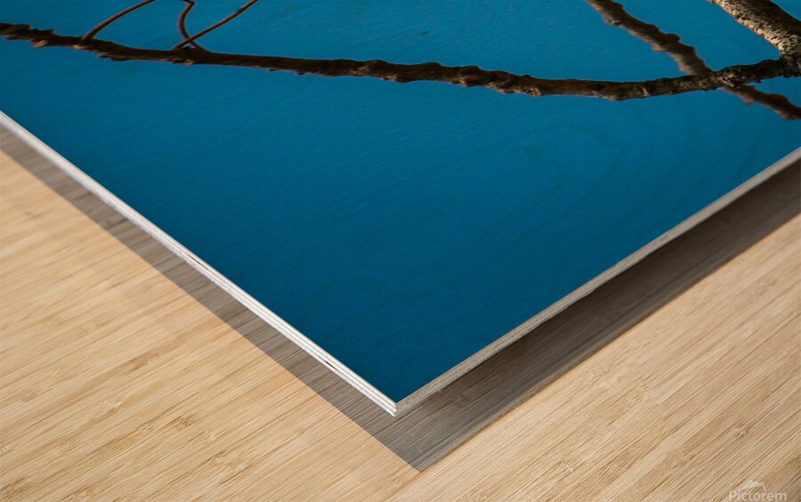 Seed pod of peacock flower tree 1 Wood print