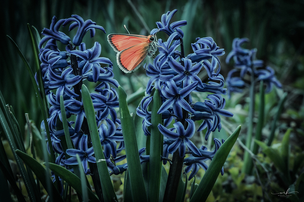 Harmony in Bloom  Digital Download