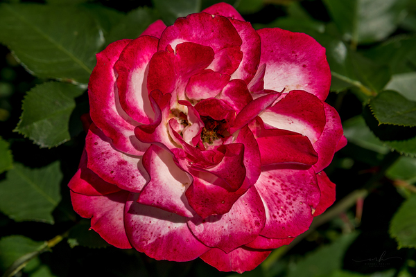 Rosey Delight Digital Download