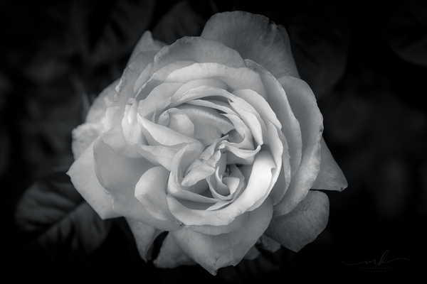 Timeless Elegance Digital Download