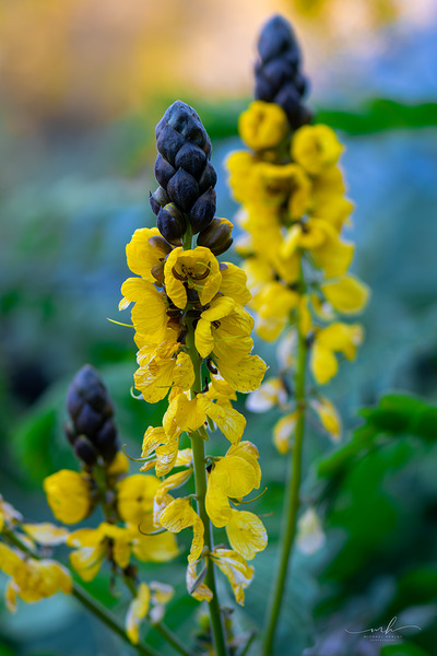 Whispers of Bloom and Light Digital Download