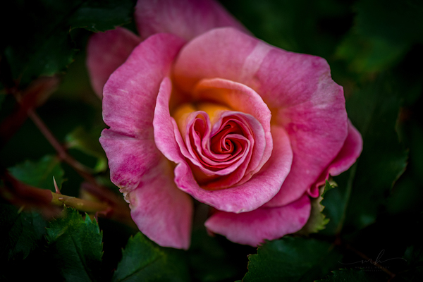 Blushing Beauty Digital Download