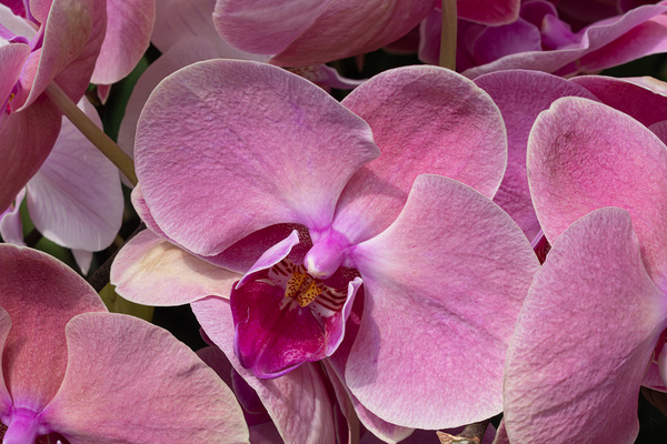 Whispers of Grace Téléchargement Numérique