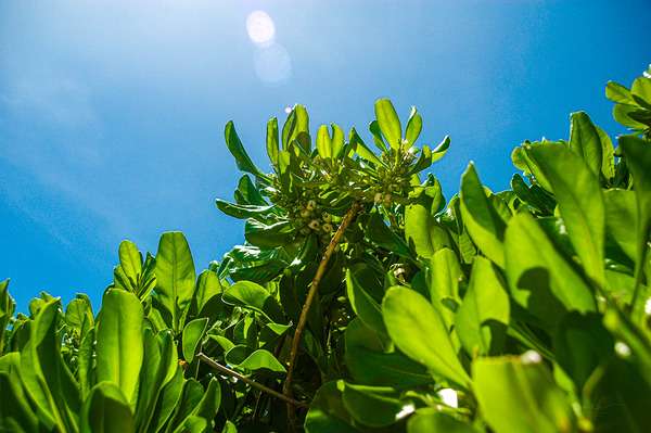 Upward Bloom Téléchargement Numérique