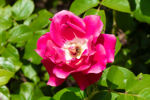 Roselle Rising Digital Download