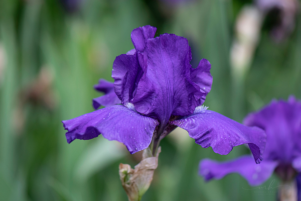 Majestic Violet Digital Download