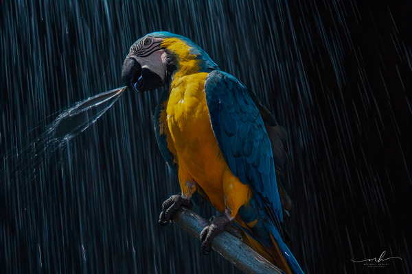 Rainforest Majesty Téléchargement Numérique