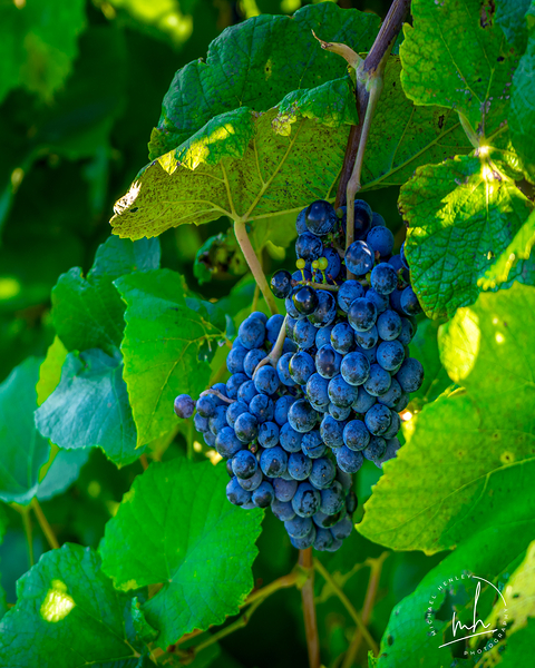 Moscato Téléchargement Numérique